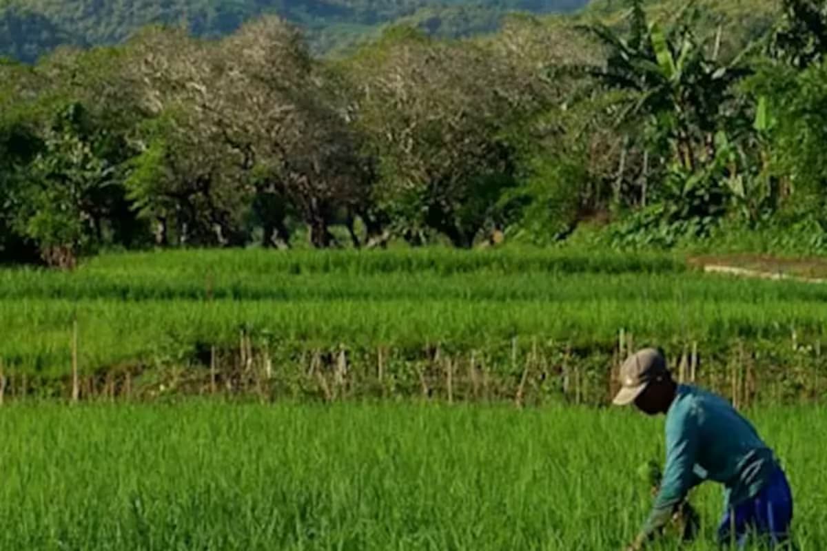 Seguridad alimentaria: CAF vislumbra un rol clave para América Latina, pero advierte sobre limitantes estructurales