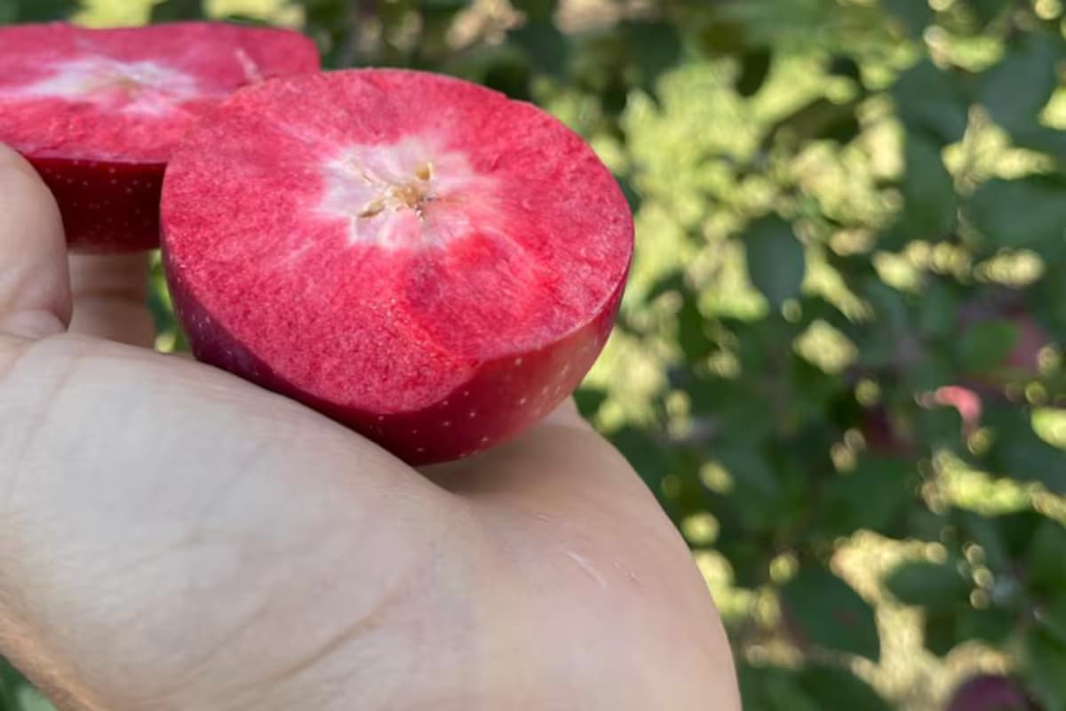 Propiedades destacadas: cuál es el secreto de la manzana roja por dentro que llegó al país